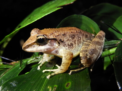 Craugastor raniformis