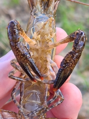 Procambarus suttkusi