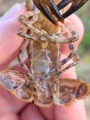 Procambarus suttkusi