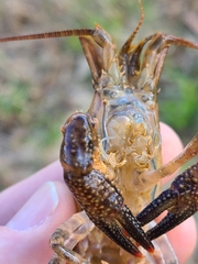 Procambarus suttkusi