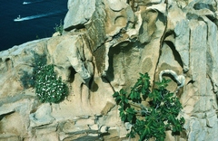 Ficus petiolaris