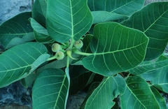 Ficus petiolaris