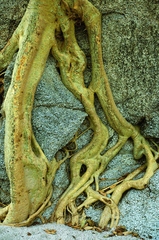 Ficus petiolaris