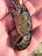 Procambarus suttkusi