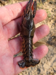 Procambarus suttkusi