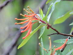 Embothrium coccineum