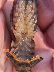 Procambarus suttkusi