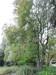 Embothrium coccineum