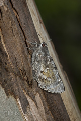 Aegiale hesperiaris