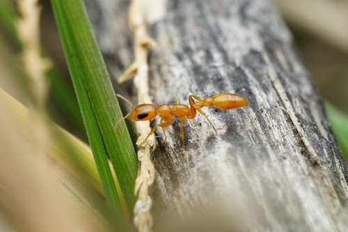 Golden Twig Ant photo 4