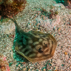 Urobatis maculatus