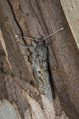 Aegiale hesperiaris