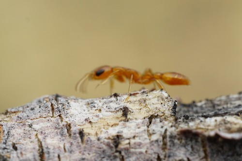 Golden Twig Ant