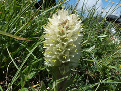 Campanula thyrsoides