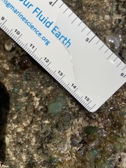 Dictyosphaeria versluysii
