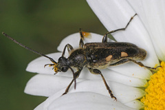 Toxoleptura vexatrix