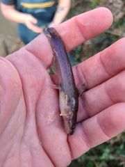 Noturus leptacanthus