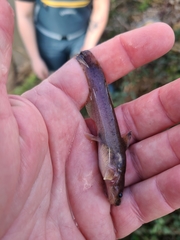 Noturus leptacanthus