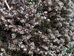 Image of Cladonia phyllophora