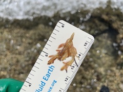 Dasya iridescens
