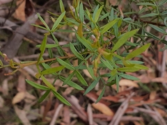 Boronia pinnata