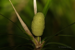 Freycinetia excelsa