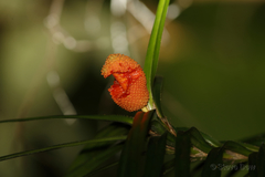 Freycinetia excelsa