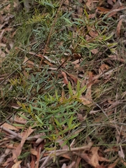 Boronia pinnata
