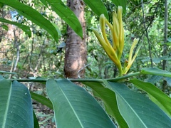 Heliconia longiflora