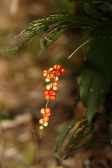 Cordyline murchisoniae