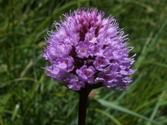 Traunsteinera globosa
