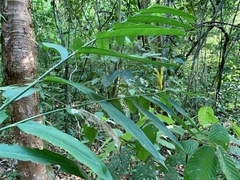 Heliconia longiflora