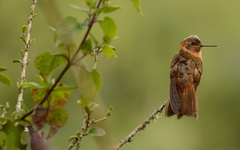 Aglaeactis cupripennis