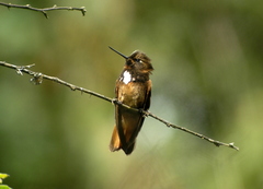 Aglaeactis castelnaudii