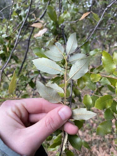iNaturalist observation photo of canyon live oak