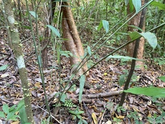 Heliconia longiflora