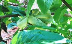 Craspedocephalus gramineus