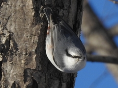 Sitta europaea clara