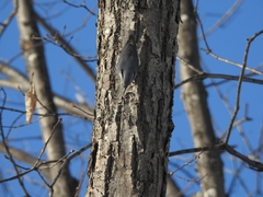 Sitta europaea clara