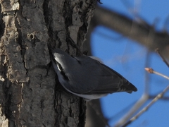 Sitta europaea clara
