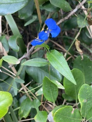 Commelina cyanea