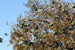 Strychnos cocculoides