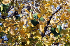 Strychnos cocculoides