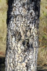 Strychnos cocculoides