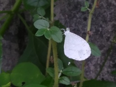 Leptosia