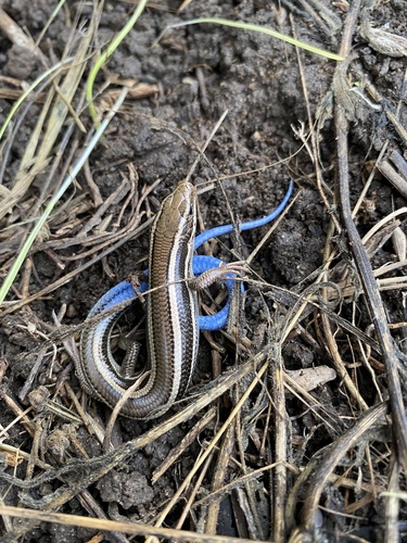 iNaturalist observation photo of Western Skink