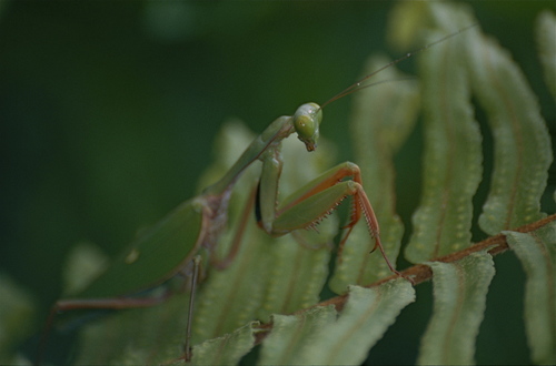 Giant rainforest mantis photo 3