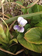 Viola humilis