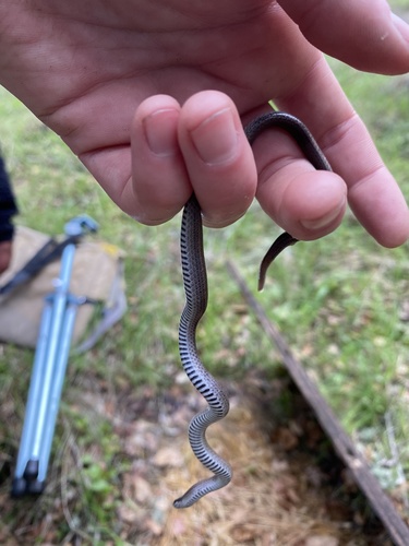 iNaturalist observation photo of Common Sharp-tailed Snake