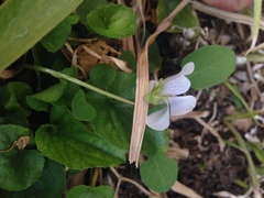Viola humilis
